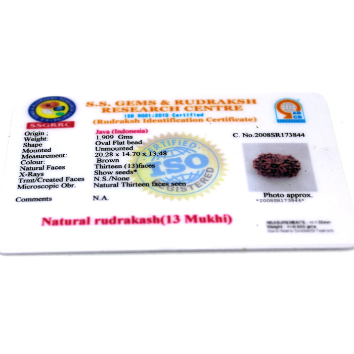 13 Mukhi Rudraksha - Natural & Certified - Java Indonesia