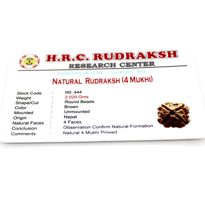 4 Mukhi Rudraksha - Natural & Certified - Nepal