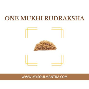 Why to wear 1 (One) Mukhi Rudraksha
