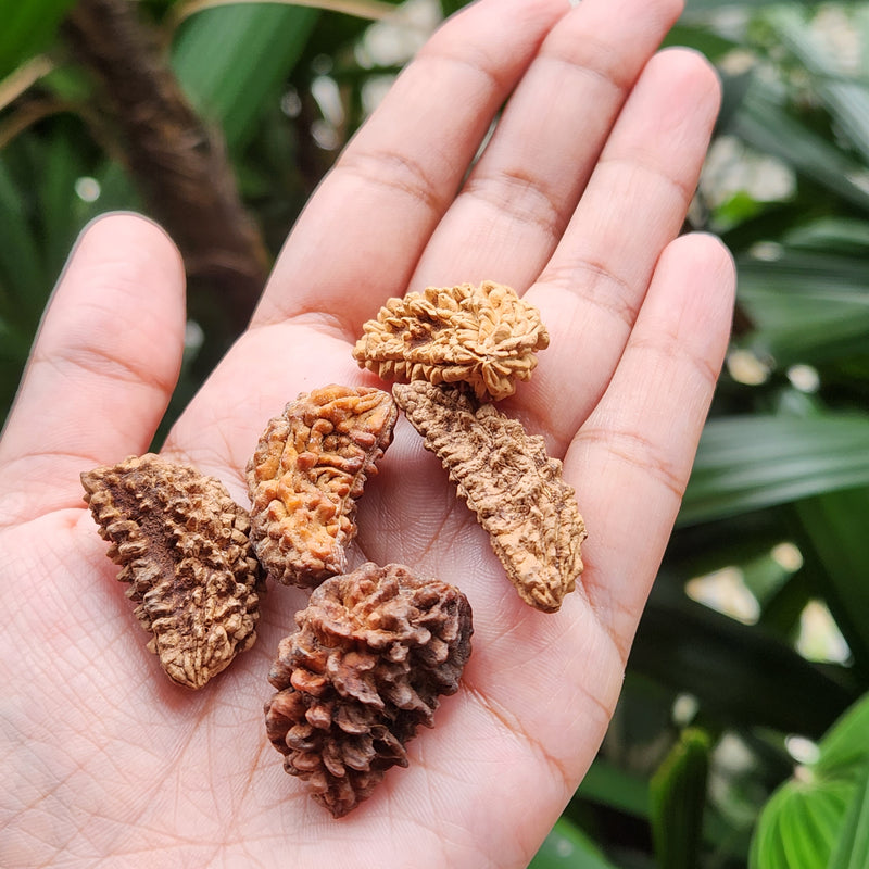 1 Mukhi Rudraksha - Natural & Lab Certified - India