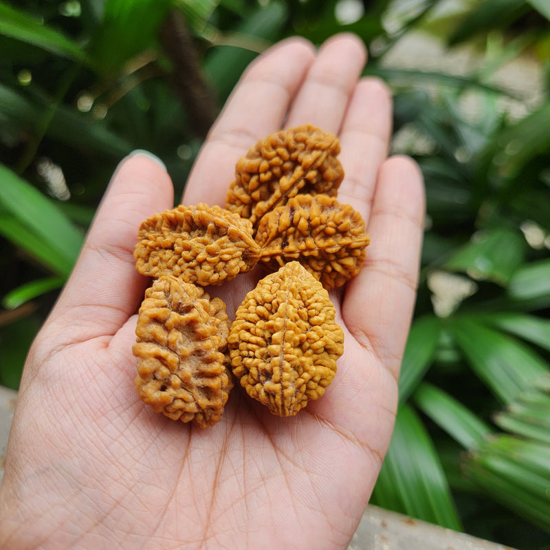 2 Mukhi Rudraksha - Natural & Lab Certified - India