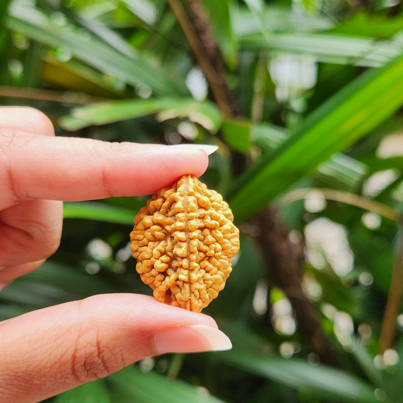 2 Mukhi Rudraksha - Natural & Lab Certified - India