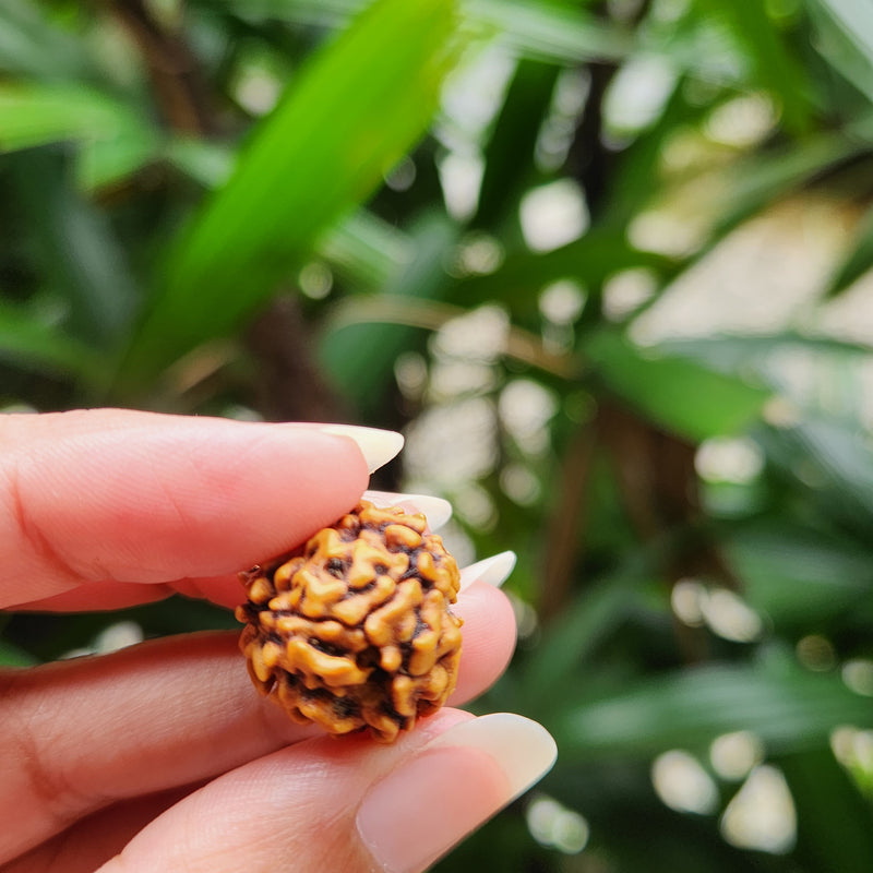 3 Mukhi Rudraksha - Natural & Certified - Nepal