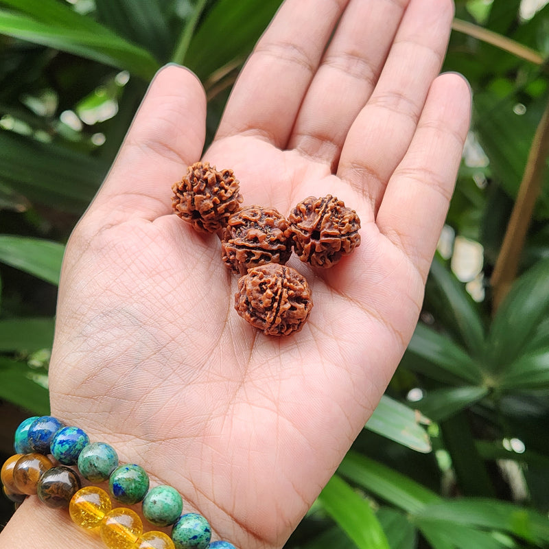 4 Mukhi Rudraksha - Natural & Certified - Nepal