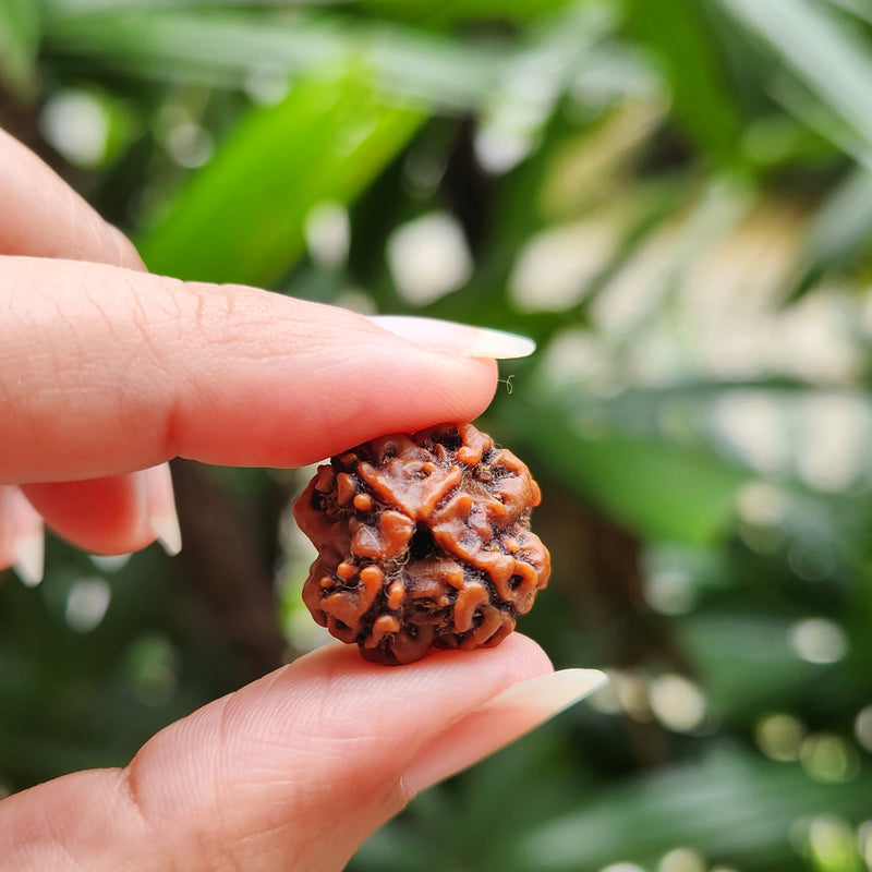 4 Mukhi Rudraksha - Natural & Certified - Nepal