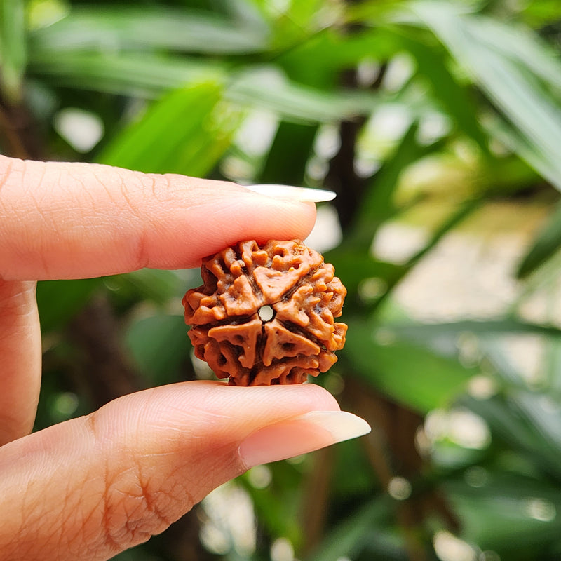 5 Mukhi Rudraksha - Natural & Certified - Nepal