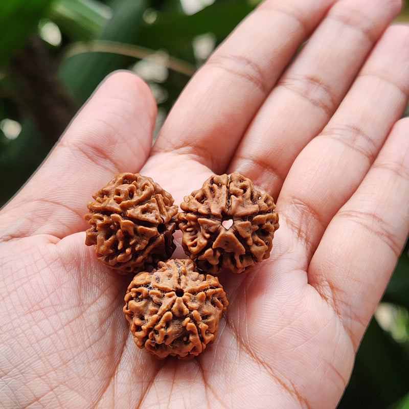5 Mukhi Rudraksha - Natural & Certified - Nepal