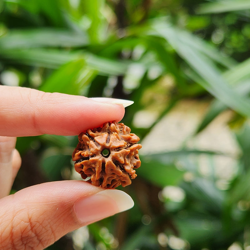 6 Mukhi Rudraksha - Natural & Certified - Nepal