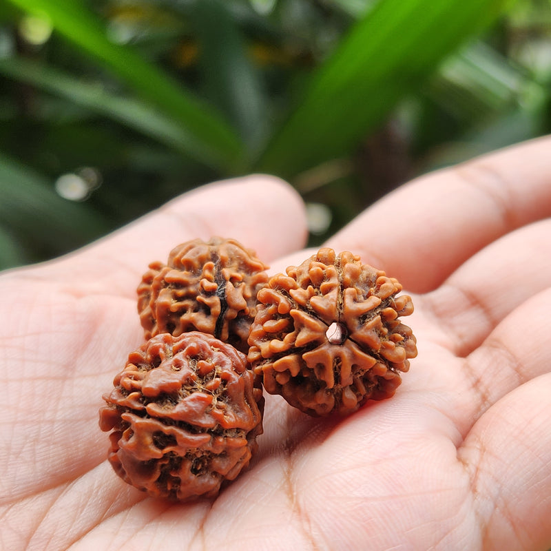 6 Mukhi Rudraksha - Natural & Certified - Nepal