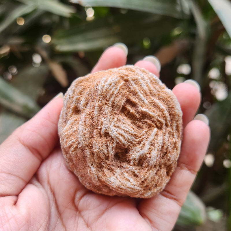 Desert Rose