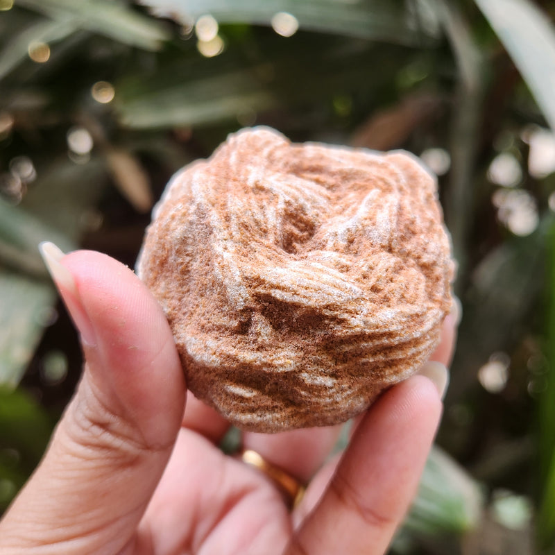 Desert Rose