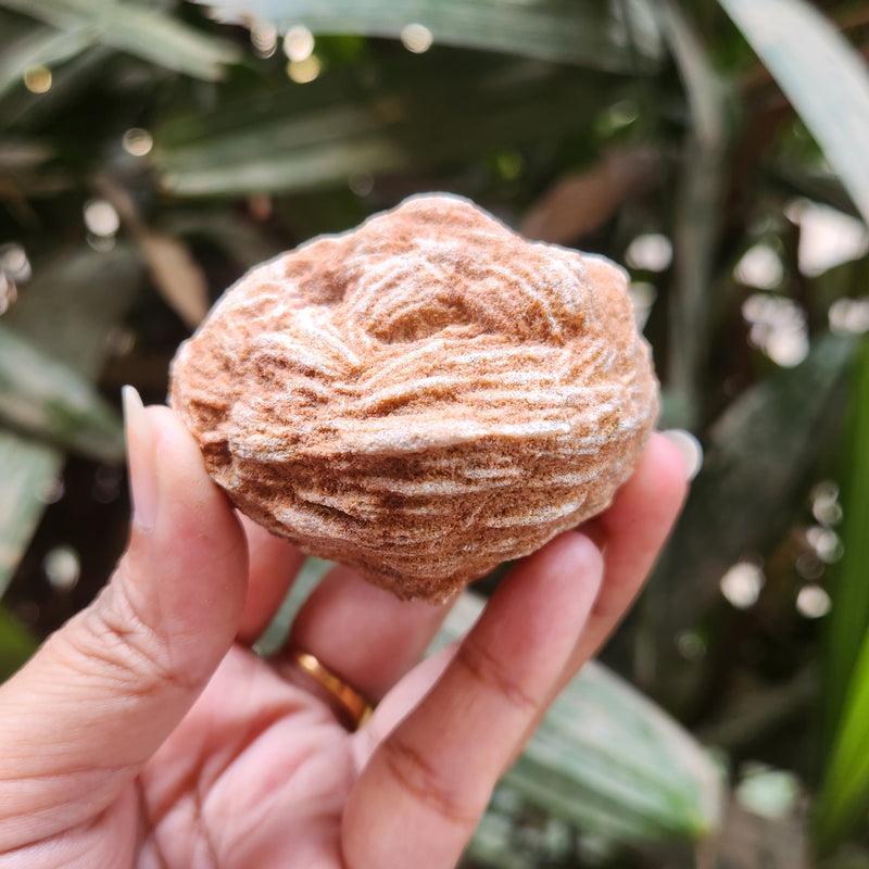 Desert Rose