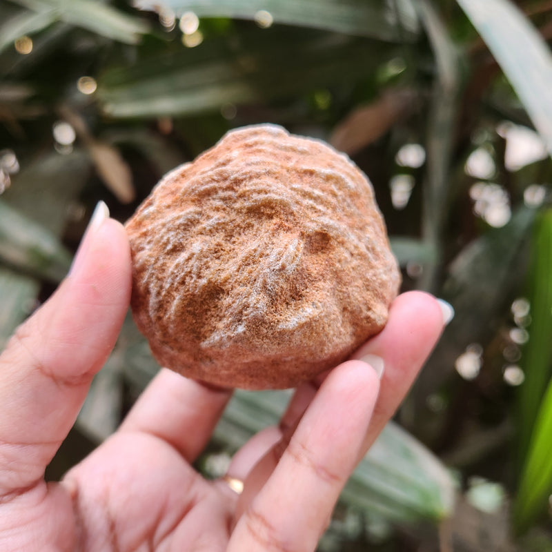 Desert Rose