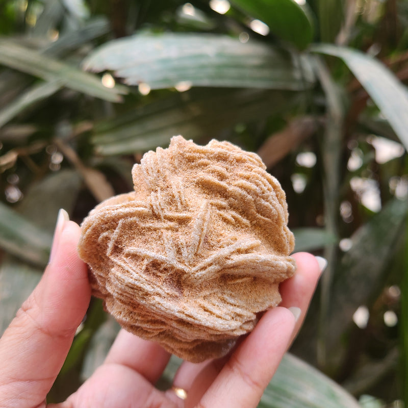 Desert Rose