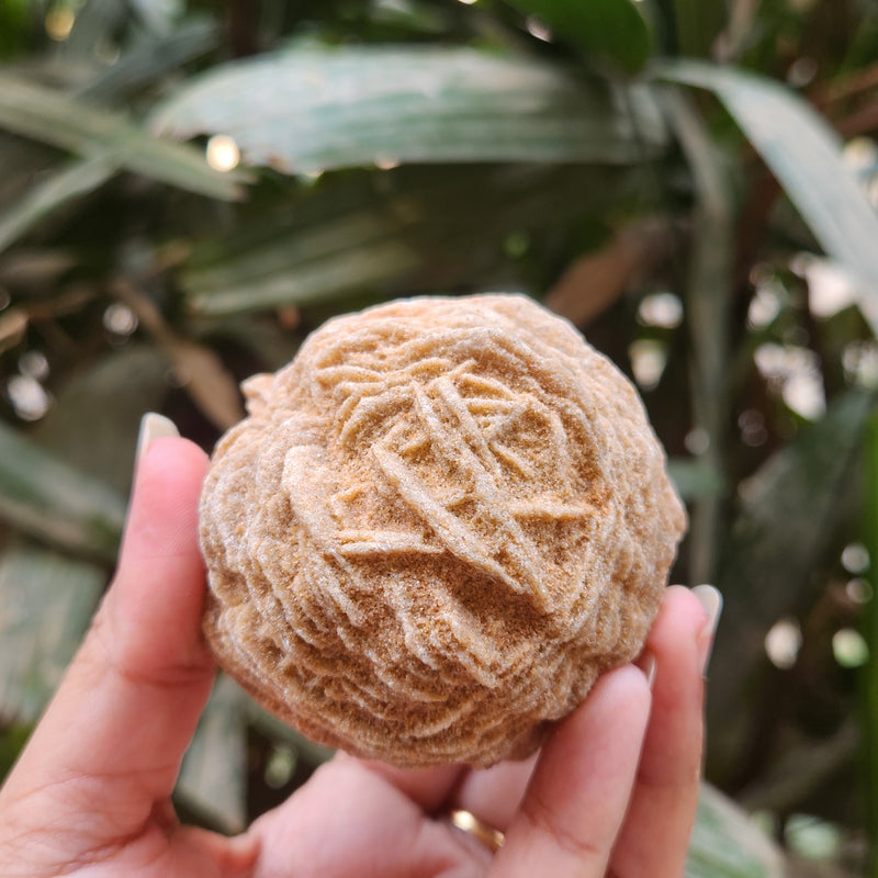 Desert Rose