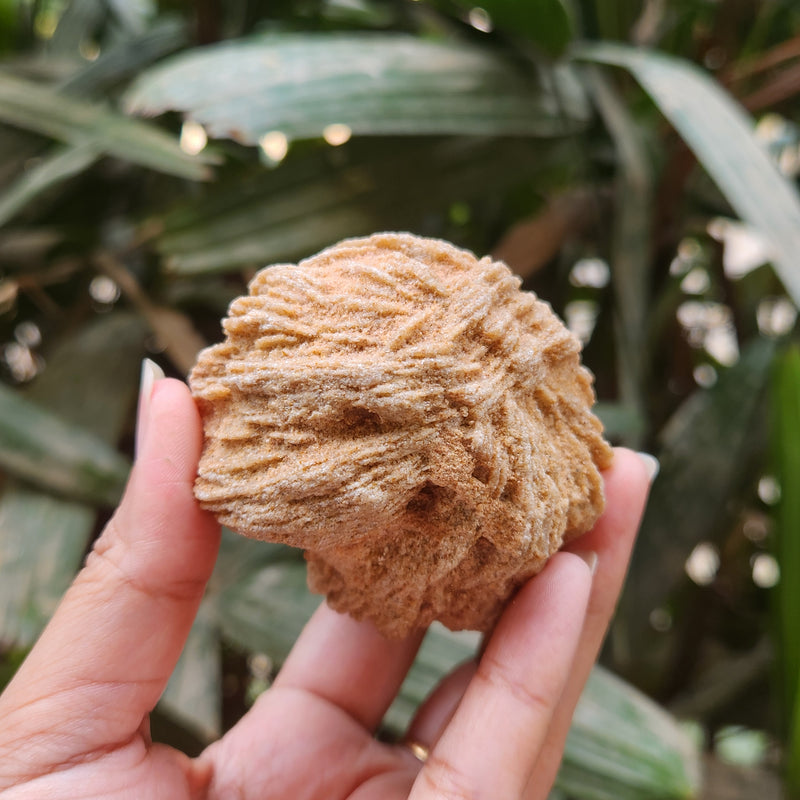 Desert Rose
