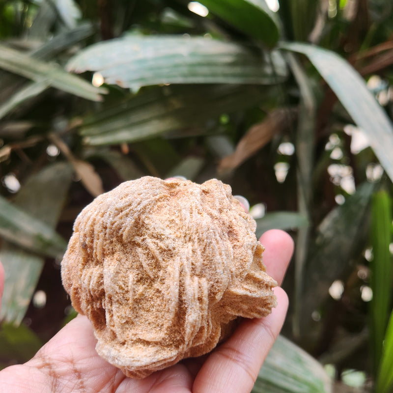 Desert Rose