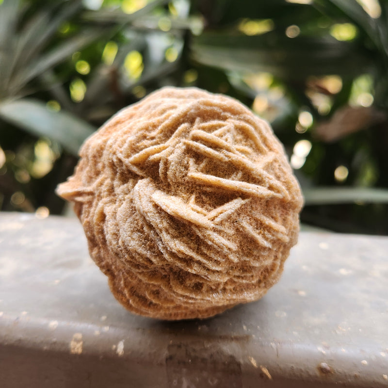 Desert Rose