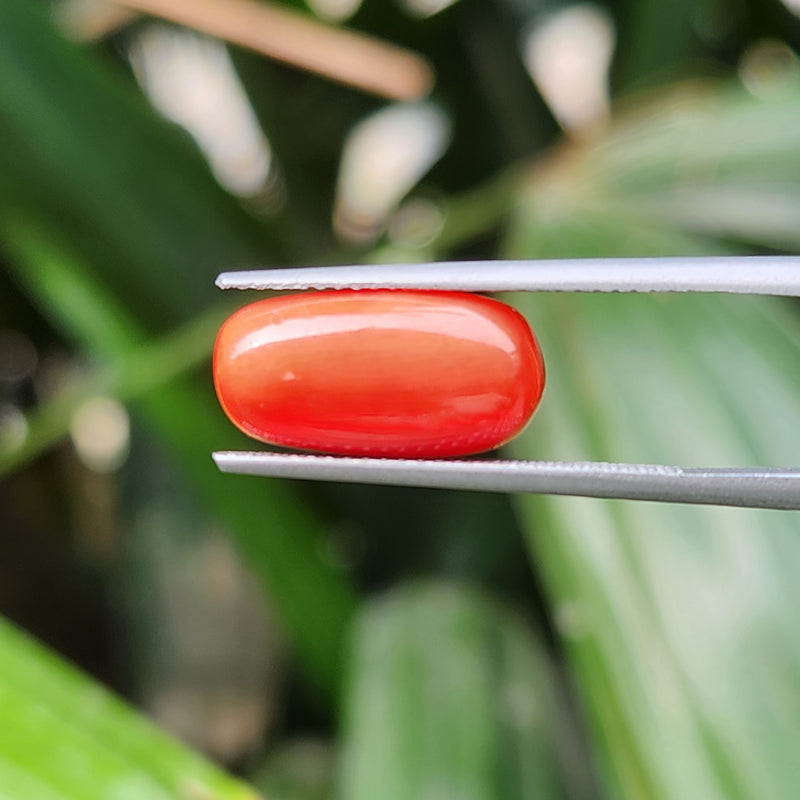 Red Coral (Moonga) Semi-Precious Gemstone-5.73 Carat