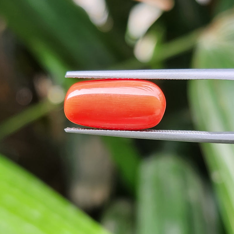 Red Coral (Moonga) Semi-Precious Gemstone-5.73 Carat