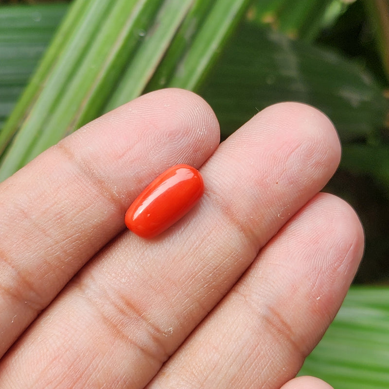 Red Coral (Moonga) Semi-Precious Gemstone-5.73 Carat