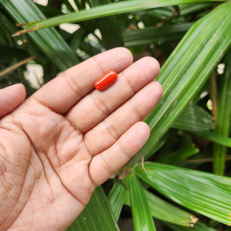 Red Coral (Moonga) Semi-Precious Gemstone-5.62 Carat