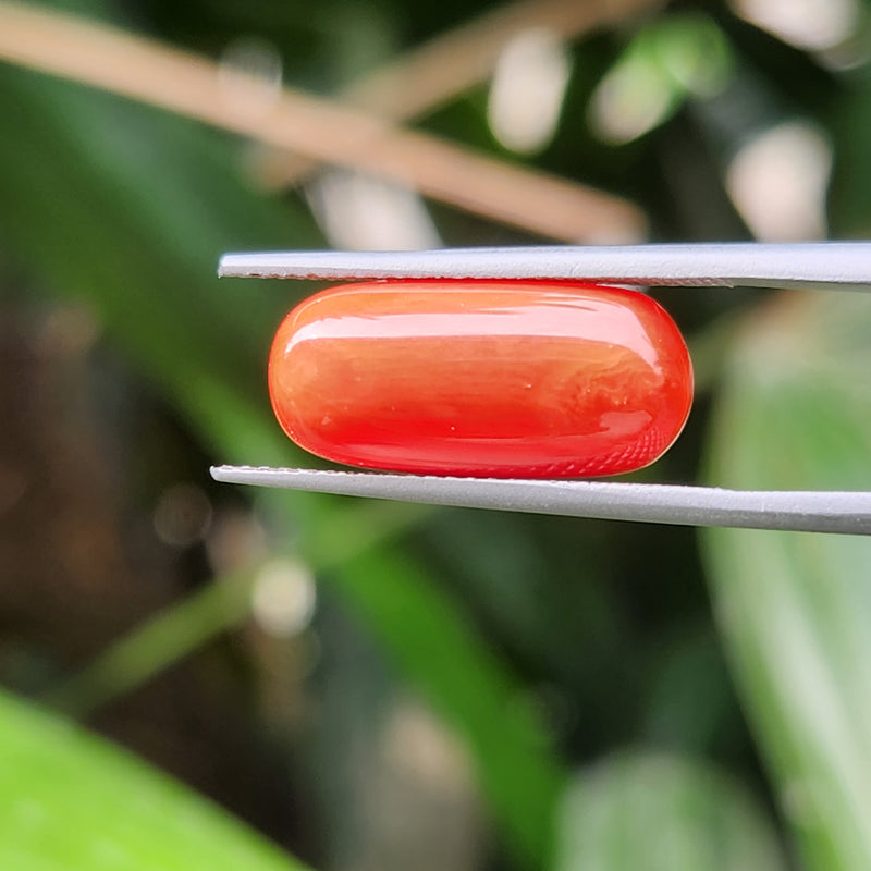 Red Coral (Moonga) Semi-Precious Gemstone-5.62 Carat