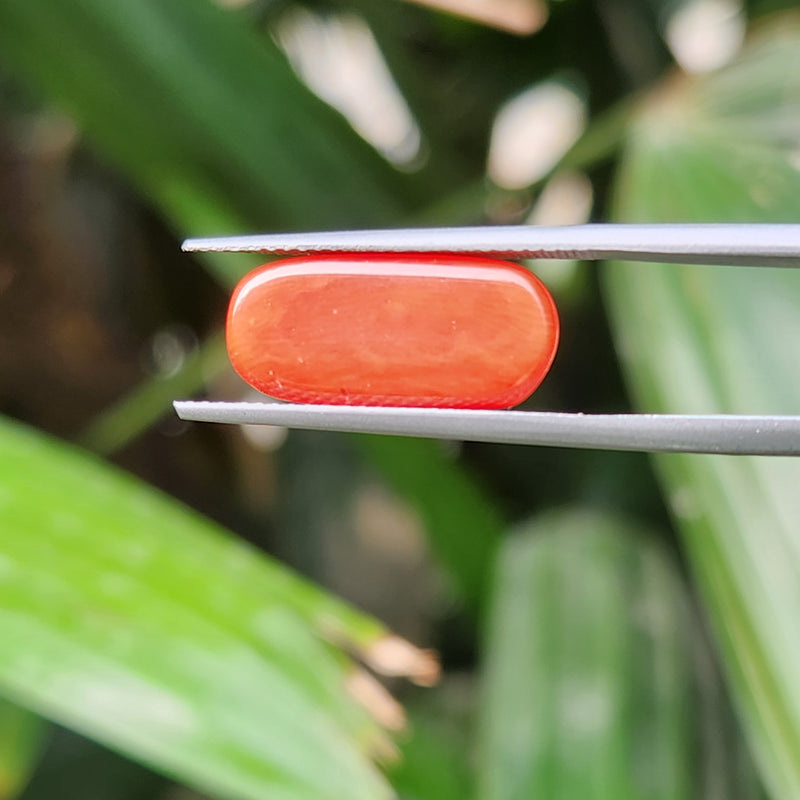 Red Coral (Moonga) Semi-Precious Gemstone-5.62 Carat
