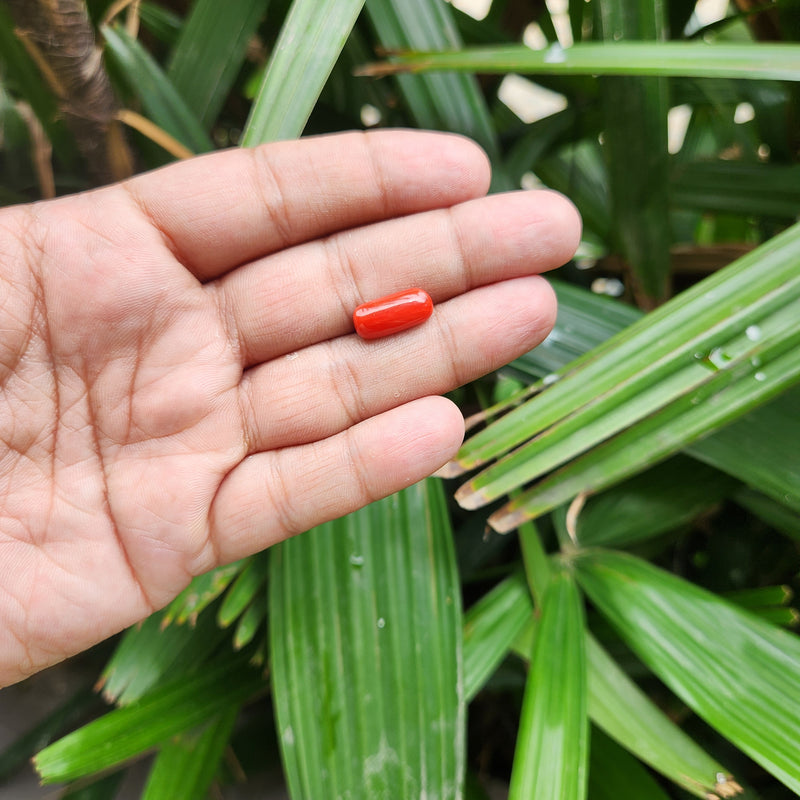 Red Coral (Moonga) Semi-Precious Gemstone-6.32 Carat