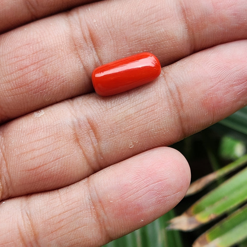 Red Coral (Moonga) Semi-Precious Gemstone-6.32 Carat