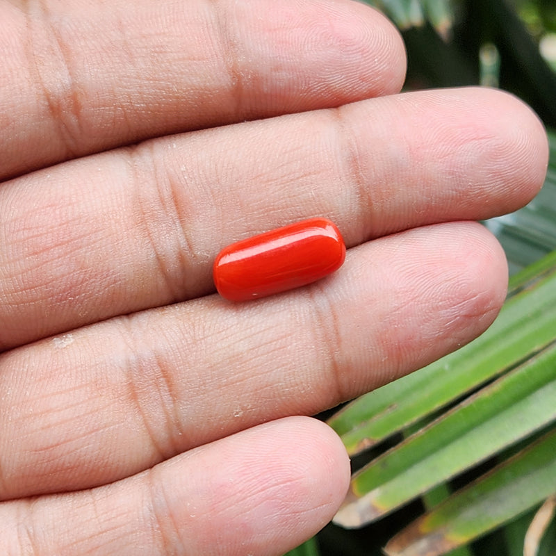 Red Coral (Moonga) Semi-Precious Gemstone-6.32 Carat