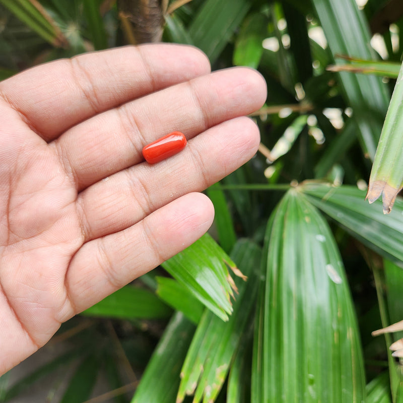 Red Coral (Moonga) Semi-Precious Gemstone-5.43 Carat