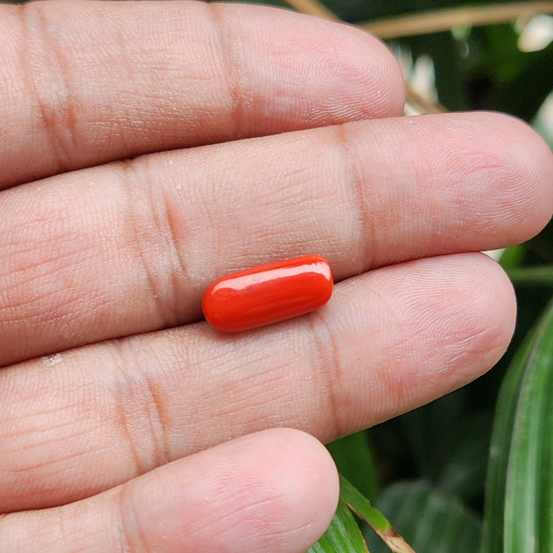Red Coral (Moonga) Semi-Precious Gemstone-5.43 Carat