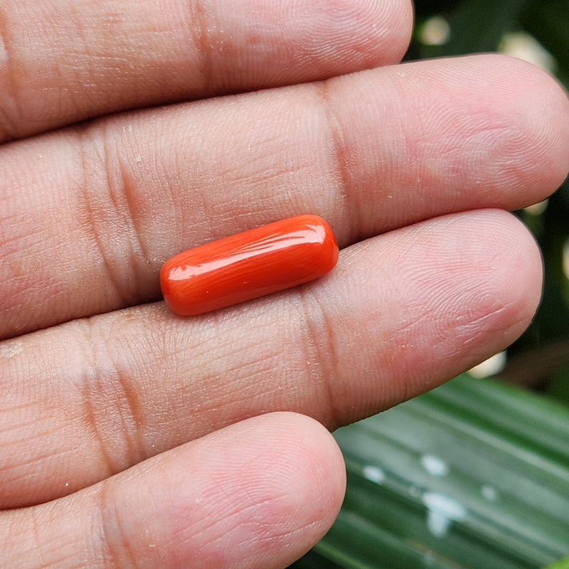 Red Coral (Moonga) Semi-Precious Gemstone-6.07 Carat