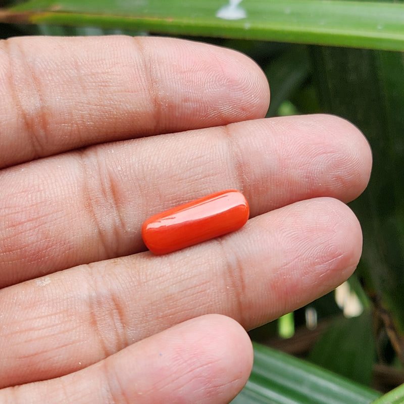 Red Coral (Moonga) Semi-Precious Gemstone-6.07 Carat