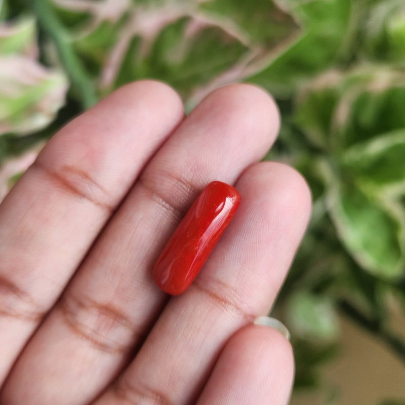 Red Coral (Moonga) Semi-Precious Gemstone-4.98 Carat
