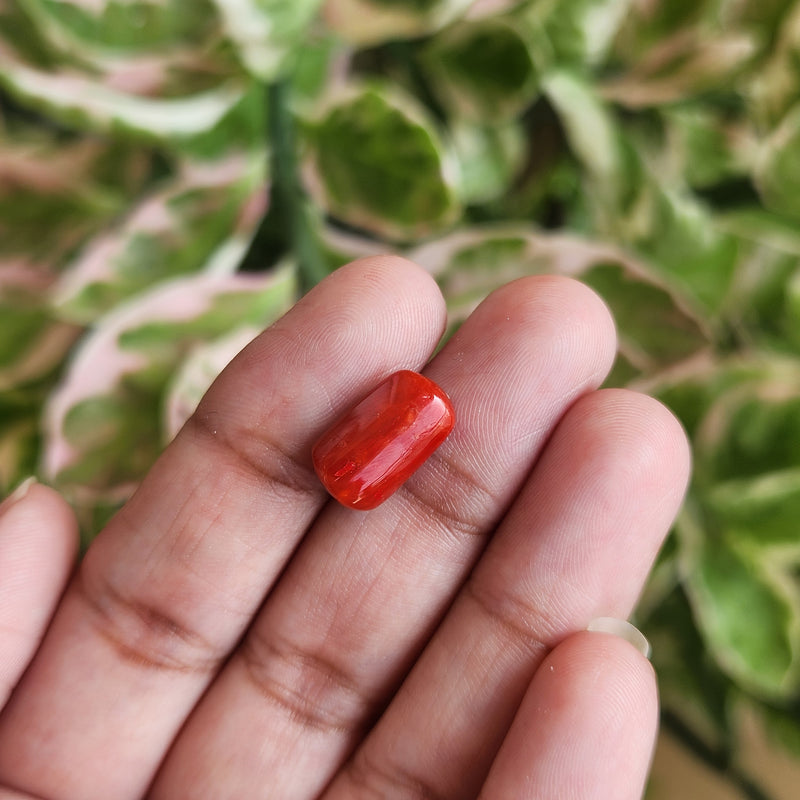 Red Coral (Moonga) Semi-Precious Gemstone-5.21 Carat