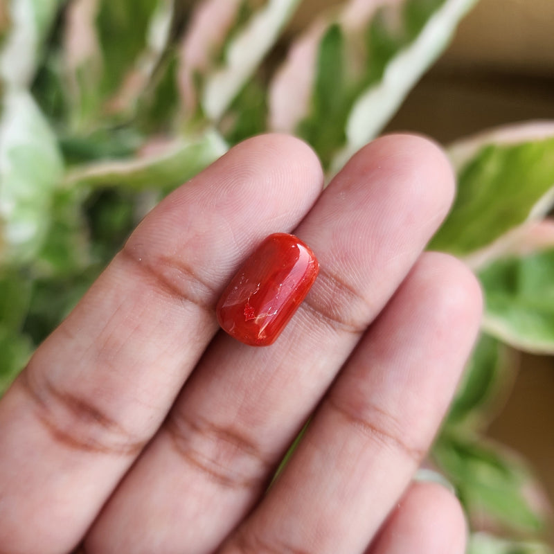 Red Coral (Moonga) Semi-Precious Gemstone-5.21 Carat