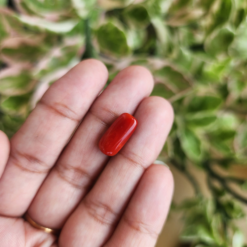 Red Coral (Moonga) Semi-Precious Gemstone-5.30 Carat