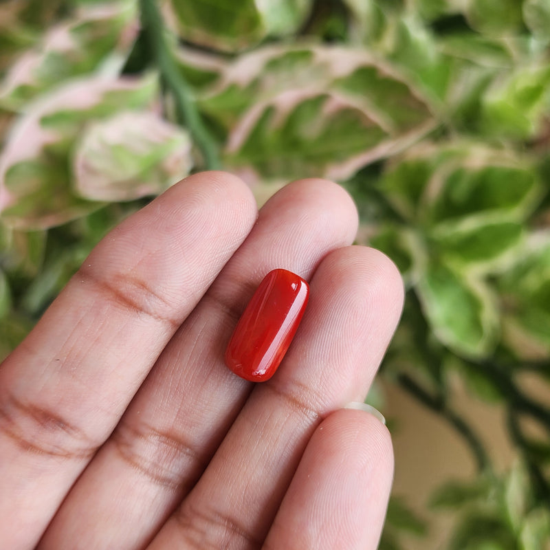 Red Coral (Moonga) Semi-Precious Gemstone-5.30 Carat