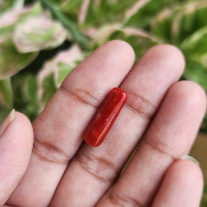 Red Coral (Moonga) Semi-Precious Gemstone-5.05 Carat