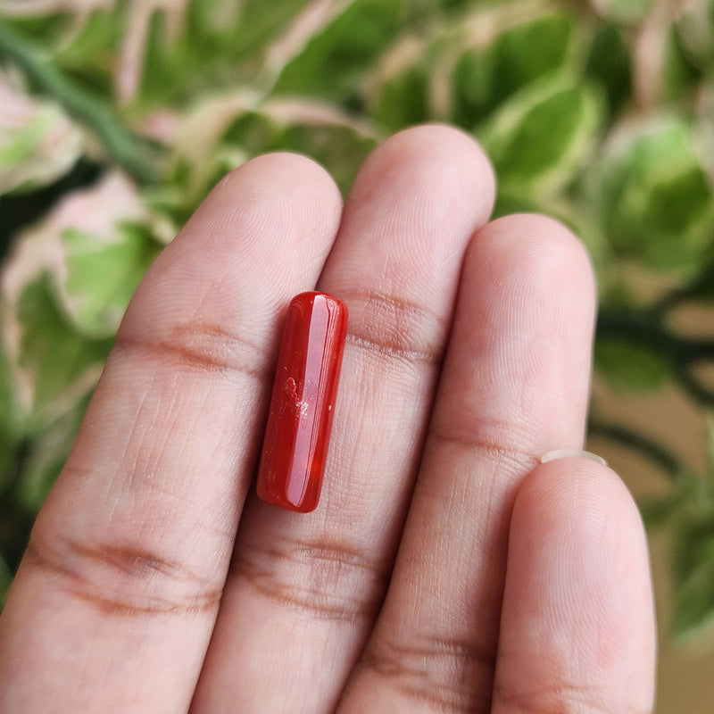 Red Coral (Moonga) Semi-Precious Gemstone-5.05 Carat