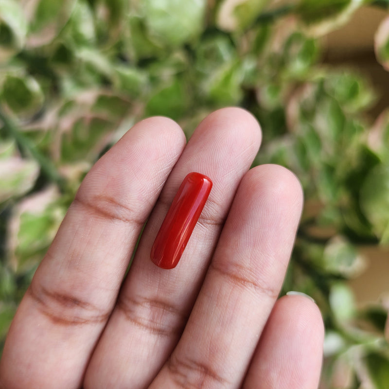 Red Coral (Moonga) Semi-Precious Gemstone-4.03 Carat