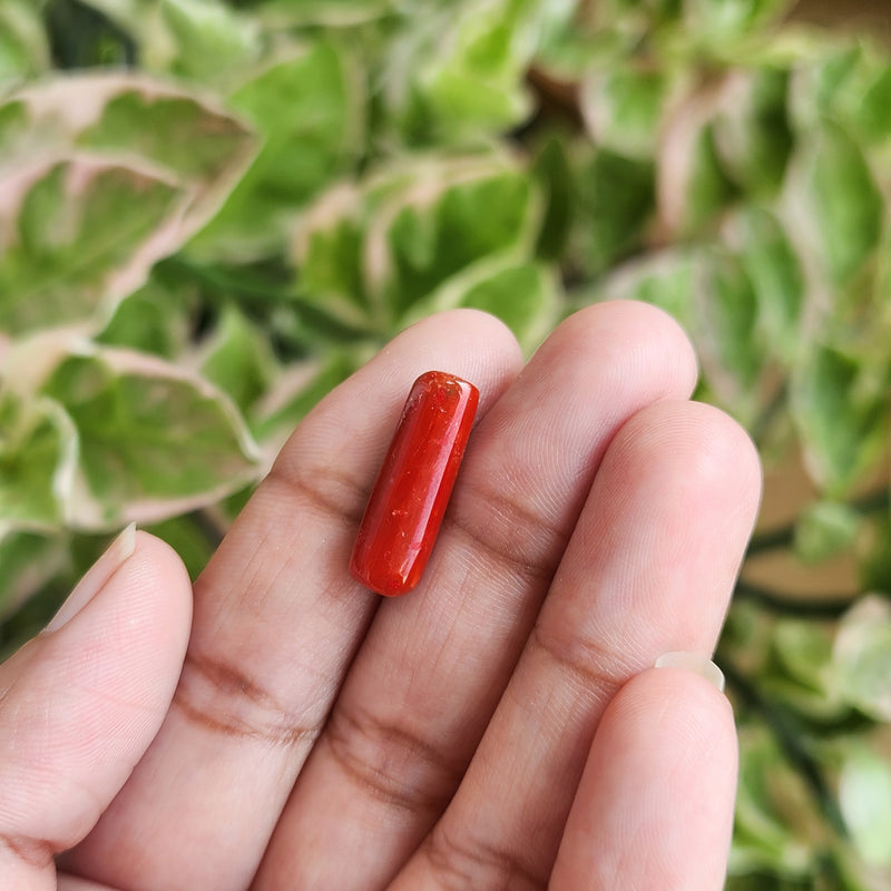 Red Coral (Moonga) Semi-Precious Gemstone-5.67 Carats