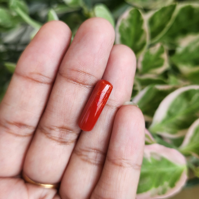Red Coral (Moonga) Semi-Precious Gemstone-5.65 Carats