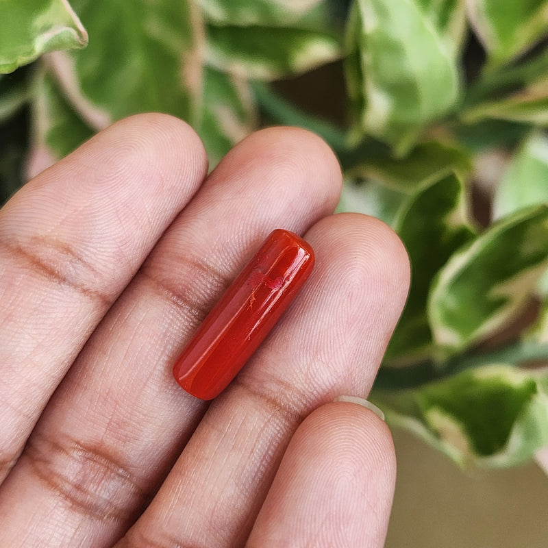 Red Coral (Moonga) Semi-Precious Gemstone-5.65 Carats