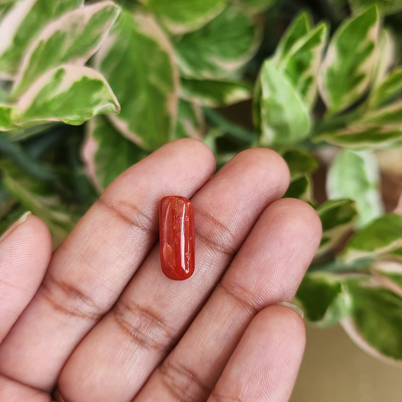 Red Coral (Moonga) Semi-Precious Gemstone-5.61 Carats
