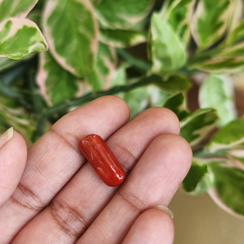 Red Coral (Moonga) Semi-Precious Gemstone-5.61 Carats