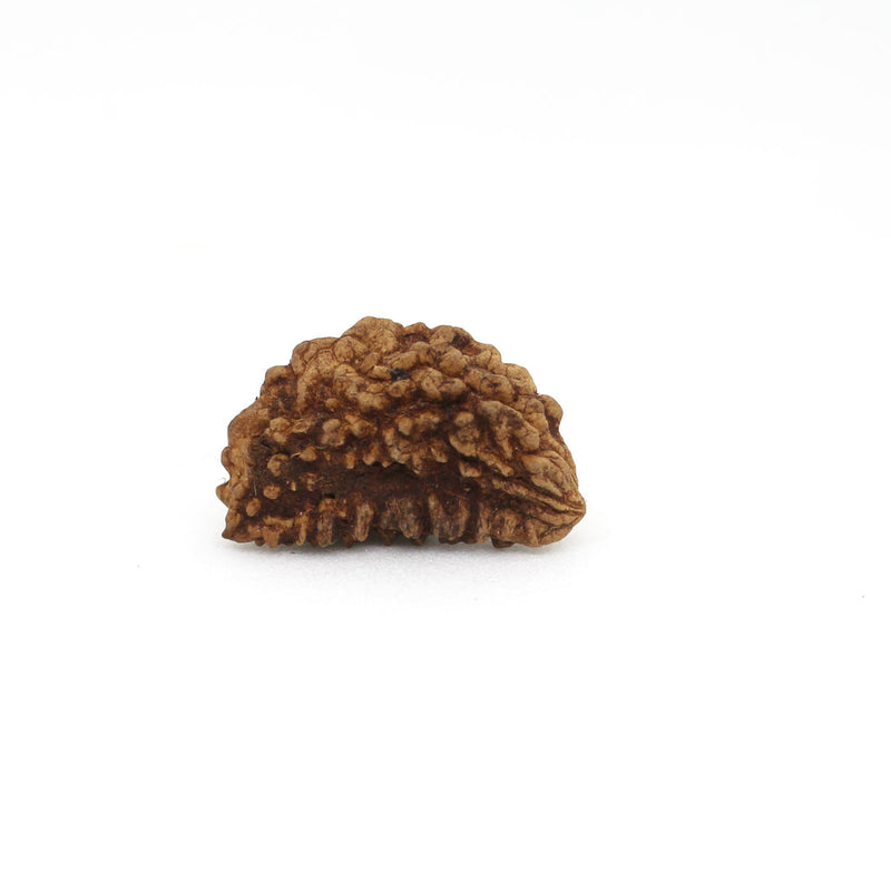 1 Mukhi Rudraksha - Natural & Lab Certified - India