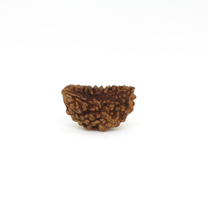 1 Mukhi Rudraksha - Natural & Lab Certified - India